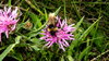 Bumble bee