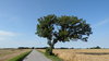 Lonely tree