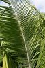 Palm fronds
