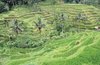 Rice Terrace