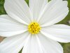Flower 3