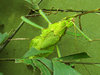 Thorny Stick