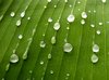 Dew Drops