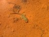 Tadpole