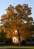 Autumn Trees