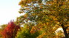 Autumn Trees