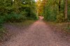 Autumn forest path - HDR