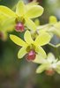 Orchids 1