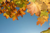 Autumn shades 2