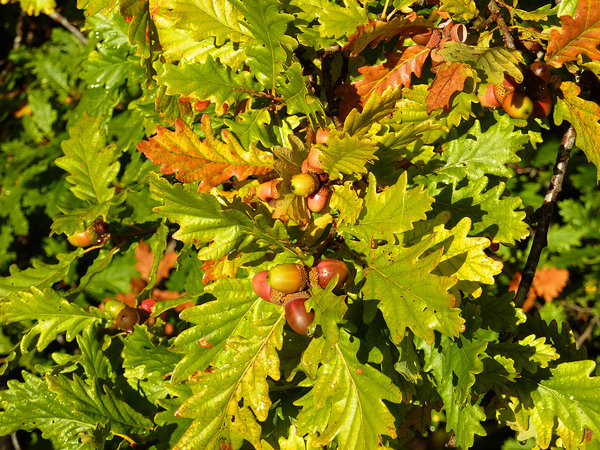 English Tree Leaves