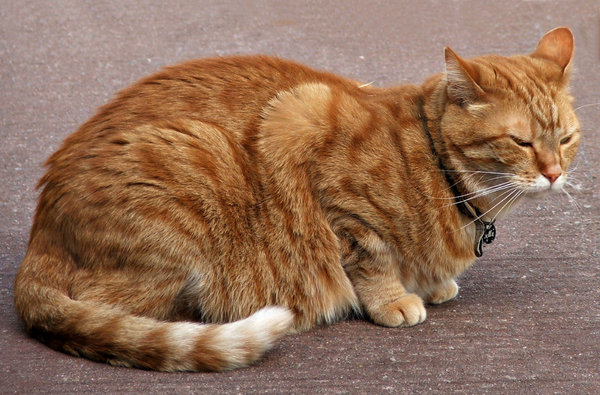 ratty catty free no download