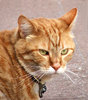 catty expressions