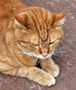 catty expressions