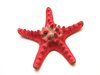 sea star