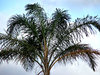 palm fronds