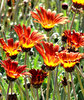 flaming daisies