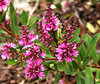 pink fragrance