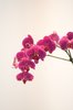 Pink Orchids