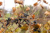 Wild grapes