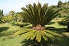 Cycad trees
