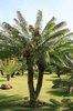 Cycad trees
