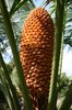Cycad cone