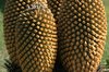 Cycad cones