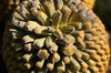 Cycad cone close-up