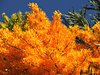 Australian Christmas tree