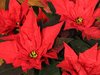 Poinsettia