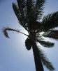 blowing in the breeze