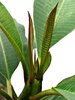 ladder leaves