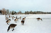 Geese