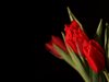 Red tulips