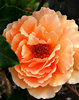 orange rose