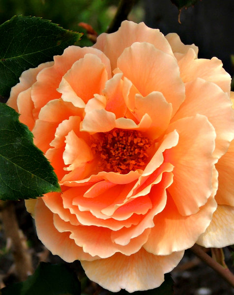 Free Stock Photos Rgbstock Images Orange Rose Orange Rose