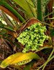 seedy palms
