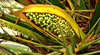 seedy palms