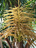 seedy palms