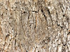 bark shedding eucalypt