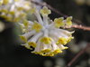 Spring Blossoms