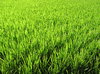 Rice Growing