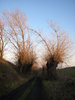 Trees 9