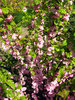 Rosebush