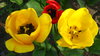 Tulips