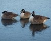 Geese on ice.