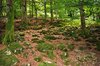 Moss on stones