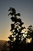 Silhouette