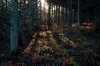 wood