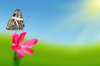 Butterfly compilation